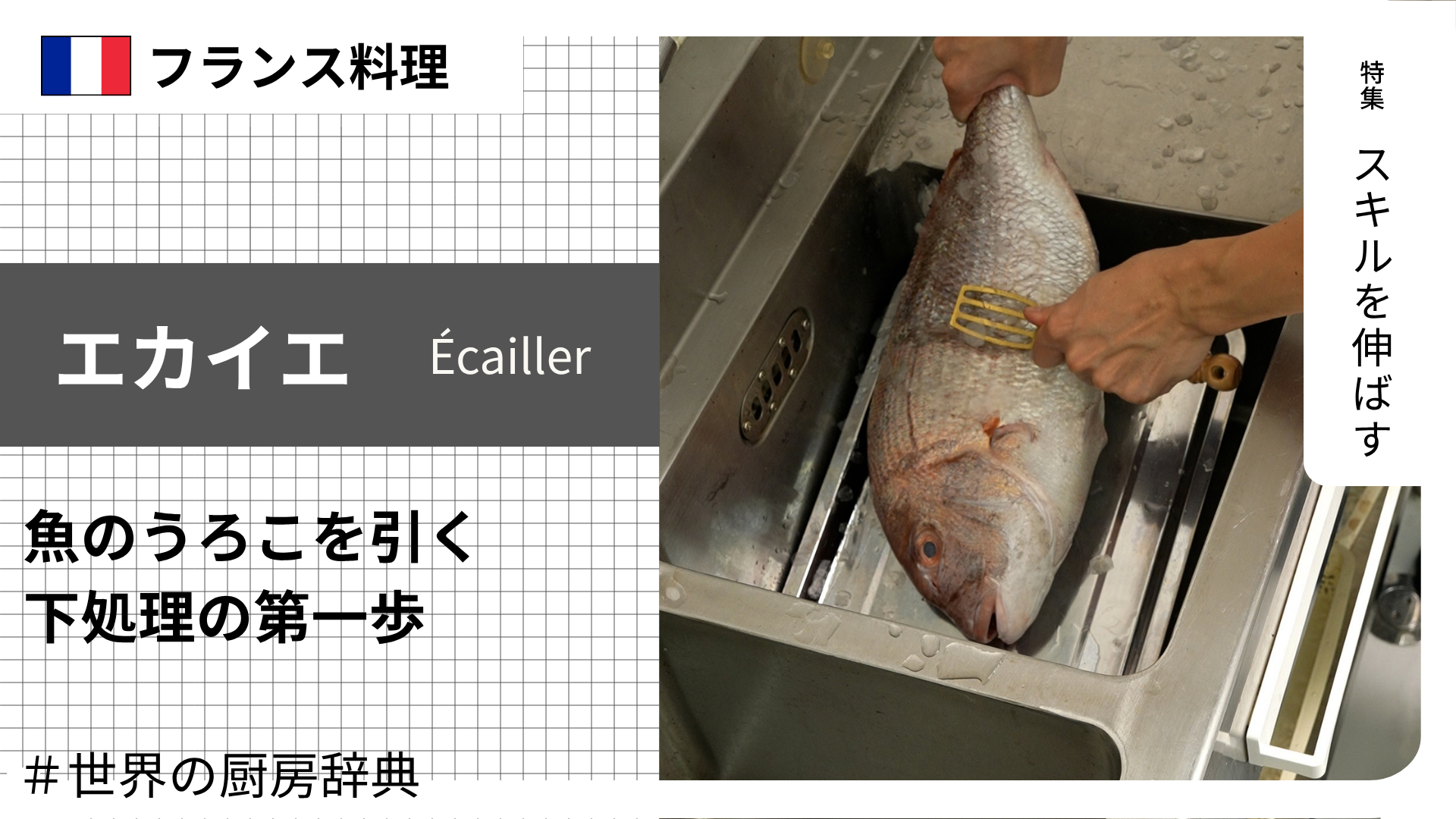 【調理用語 フランス料理】「エカイエ」— 魚のうろこを引く、下処理の第一歩